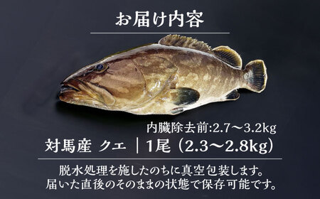 対馬産クエ 丸ごと1匹 2.3kg以上！[WCN005]直送 新鮮 マルモン 鍋 くえ アラ 