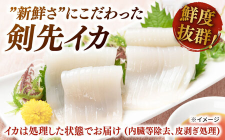剣先イカ 750g(約6〜8本) セット【丸徳水産】《対馬市》鮮度抜群 新鮮 ケンサキイカ シロイカ 下処理済 刺身 BBQ 惣菜 天ぷら フライ 海鮮[WAE012]