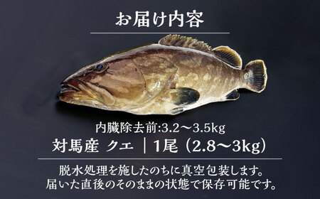 【1週間以内発送】対馬産クエ 丸ごと1匹！2.8kg以上！《対馬市》【エムズスタイル】直送 新鮮 マルモン 刺身 しゃぶしゃぶ 鍋 くえ アラ 高級魚 お祝い[WCN006] スピード発送 最速発送 最短発送