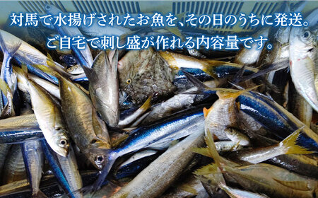 対馬 のお 魚  (大潮) 5kg 《対馬市》【ゆうなぎ対馬】鮮魚 新鮮 海鮮 イカ サザエ ヒラマサ ブリ 真鯛 クエ 冷蔵 [WAG003]冷蔵 生魚 鮮魚 朝獲れ 地魚 旬 新鮮 ブリ 真鯛 鯛 クエ ヒラマサ 刺身 お試し つしま 長崎 