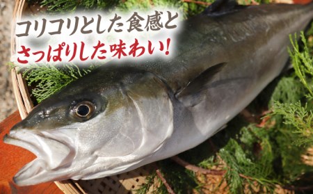対馬 ヒラマサ 3枚おろし 約2kg [WAD011] 刺身 新鮮 ひらまさ 平政 