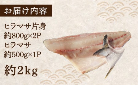 対馬 ヒラマサ 3枚おろし 約2kg [WAD011] 刺身 新鮮 ひらまさ 平政 