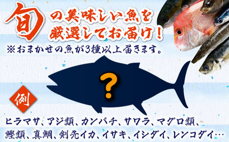 対馬 イカ 姿造り と 刺身 の セット 約600g【真心水産】《対馬市》新鮮 海鮮 いか 冷凍 刺身 ケンサキイカ 島魚 海鮮丼 手巻き寿司[WAK011] コダワリイカ・いか・刺身 こだわりイカ・いか・刺身 おすすめイカ・いか・刺身 おススメイカ・いか・刺身 人気イカ・いか・刺身 定番イカ・いか・刺身 通販イカ・いか・刺身 お取り寄せイカ・いか・刺身 自宅用イカ・いか・刺身 贈答イカ・いか・刺身