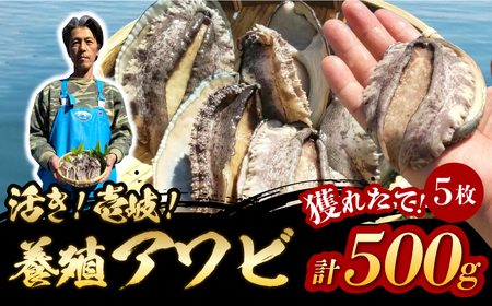 国産養殖アワビ 活き！壱岐！アワビ 計500g（約100g×5枚）《壱岐市》【住吉水産】アワビ 鮑 養殖 貝 海産物 魚介 魚貝 産地直送 お刺身 冷蔵発送[JDQ007] 九州