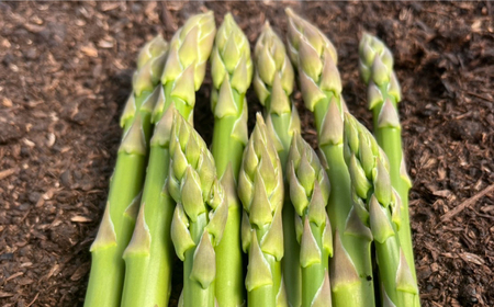 【先行予約】壱岐産 訳アリ アスパラ 1kg【2026年3月下旬以降順次発送】 [JGZ001]アスパラ