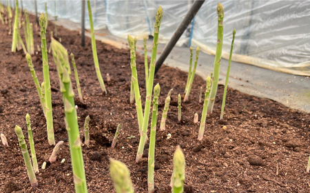 【先行予約】壱岐産 訳アリ アスパラ 1kg【2026年3月下旬以降順次発送】 [JGZ001]アスパラ