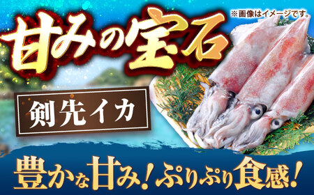 【ふるなびWEEK対象】剣先イカ 刺身用 500g [JCC024] イカ刺し FN-Limited-PR