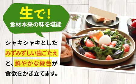 【先行予約】野菜 アスパラガス 壱岐産 1kg（L~2Lサイズ）【2026年3月以降順次発送】[JBO004] アスパラ 14000円