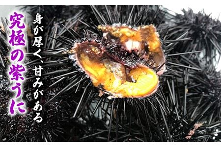 【先行予約】壱岐産紫うに（かきおとし）【2026年5月以降順次発送】 《壱岐市》【壱岐島　玄海屋】[JBS026] ウニ 紫ウニ 33000 33000円