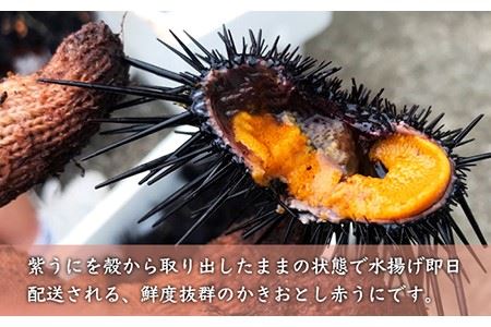 【先行予約】壱岐産紫うに（かきおとし）【2026年5月以降順次発送】 《壱岐市》【壱岐島　玄海屋】[JBS026] ウニ 紫ウニ 33000 33000円