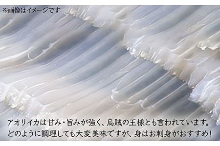 アオリイカ（水イカ）1,500g前後 [JCG019] イカ 刺身