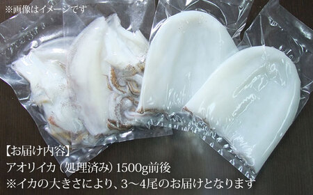 アオリイカ（水イカ）1,500g前後 [JCG019] イカ 刺身