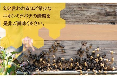 ニホンミツバチ 生蜂蜜 600g《壱岐市》【憲ちゃんハチミツ】[JCL001] ハチミツ 蜂蜜 日本蜜蜂 29000 29000円 コダワリはちみつ・蜂蜜・ハチミツ こだわりはちみつ・蜂蜜・ハチミツ おすすめはちみつ・蜂蜜・ハチミツ おススメはちみつ・蜂蜜・ハチミツ 人気はちみつ・蜂蜜・ハチミツ 定番はちみつ・蜂蜜・ハチミツ 通販はちみつ・蜂蜜・ハチミツ お取り寄せはちみつ・蜂蜜・ハチミツ 自宅用はちみつ・蜂蜜・ハチミツ 贈答はちみつ・蜂蜜・ハチミツ