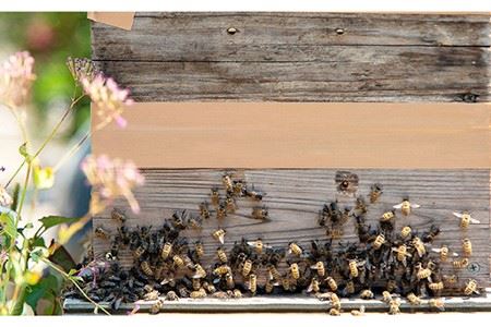先行予約】日本蜜蜂 ミツロウ 2kg 【2026年6月中旬以降順次発送 