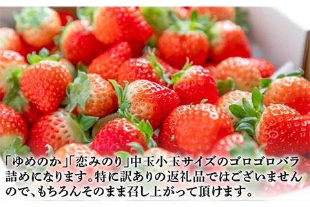 先行予約】お徳用 バラ詰め イチゴ 1kg （ゆめのか・恋みのり） 【2025年2月以降順次発送】《壱岐市》【蒼花】[JEO002] いちご イチゴ 苺  フルーツ 果物 スムージー ジャム ゆめのか 恋みのり セット 食べ比べ 冷蔵 訳あり 10000 10000円 7千円 冷蔵配送 | 長崎県壱岐市  ...