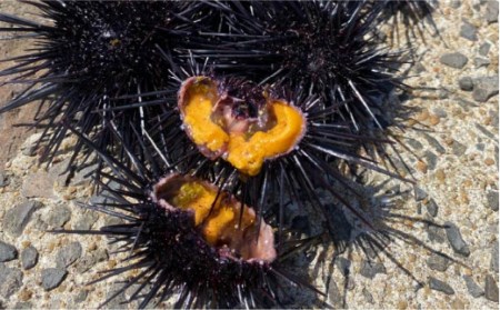 【全3回定期便】壱岐産 うにめしの素 [JBD033] うに 雲丹 ウニ うに飯 混ぜご飯 定期便 24000 24000円