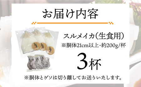 スルメ 刺身用 （生食用）3杯  [JEW009] スルメ