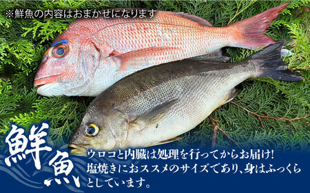 【鮮魚！エビイカ！サザエ！肉】五島を味わう海鮮BBQセット（海水塩 五島灘のめぐみ【焼塩】付）五島市/鯛福丸水産 [PDP010]