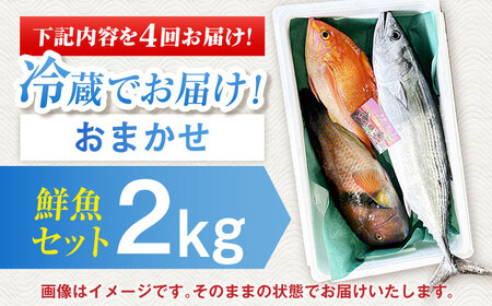 【全4回定期便】【五島列島直送】朝獲れ鮮魚セット2kg 五島市/鯛福丸水産[PDP013]   魚 鮮魚 セット 海鮮 直送 さかな 詰合せ 冷蔵