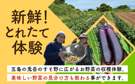 旬野菜の収穫体験 お土産の特典付 大人1人分 五島市/株式会社五島のやぁしゃ便 [PBG006]  野菜 やさい 収穫 体験