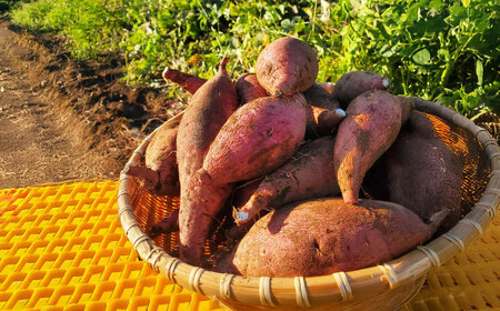 【2025年10月より発送】島の元気なさつまいも!ねっとり甘い『紅はるか』5kg 五島市/あわたに農園[PGO002]