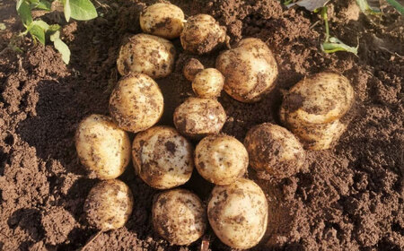 【2025年12月より発送】島の元気なじゃがいも!旨味抜群の『デジマ』2kg 五島市/あわたに農園[PGO003]