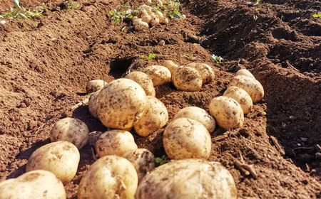 【2025年12月より発送】島の元気なじゃがいも!旨味抜群の『デジマ』2kg 五島市/あわたに農園[PGO003]