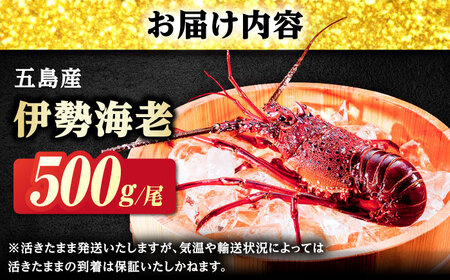 伊勢海老(活き) 500g　五島市/真栄丸[PGR002]