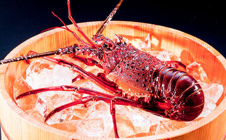 伊勢海老(活き) 500g　五島市/真栄丸[PGR002]