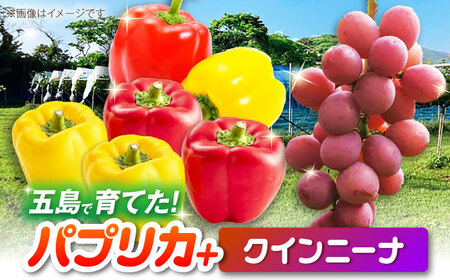 【2026年発送】クインニーナとパプリカ 五島市/HPIファーム ブドウ ぶどう 野菜 果物[PCP016]