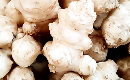 生キクイモ（菊芋）2kg 五島市/五島列島自然のめぐみ[PGM005]