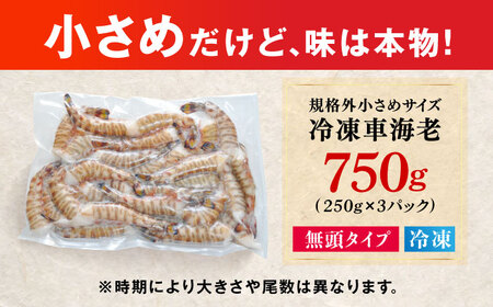 【訳あり】無頭冷凍車海老（加熱用）750g (250gx3P) 五島市／拓水 五島事業場[PCU009]