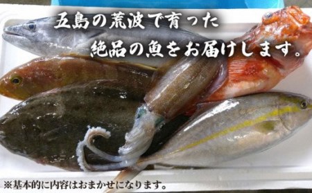 贅沢鮮魚セット（エラ・内臓処理済）鮮魚 魚介 刺身 五島市 / 五島FF [PBJ006]