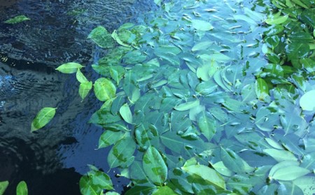 五島つばき茶リーフ 50g【グリーンティ五島】[PAV020]