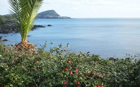 五島つばき茶リーフ 50g【グリーンティ五島】[PAV020]