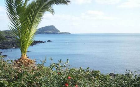  五島つばき茶リーフ 20g 【グリーンティ五島】[PAV022]