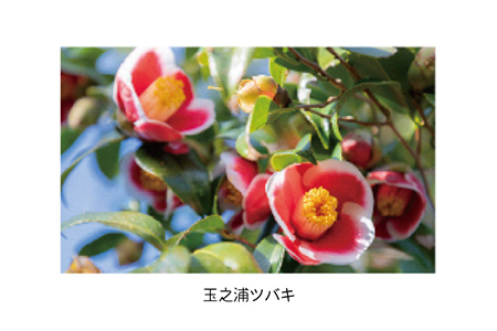 人気ポストカード 5枚 五島市/Mitake [PDR002]