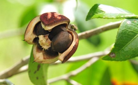 【べたつかない、高保湿】雫 椿オイル1本（ナチュラル）五島市/椿乃[PAM007]髪 顔 手足 保湿オイル