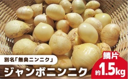 匂わない！大きなぷっくりニンニク】 無農薬！こだわりのジャンボニンニク (鱗片) 五島市/ぷらっと農園 [PDS002] | 長崎県五島市 |  ふるさと納税サイト「ふるなび」