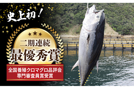 【海のダイヤ！近大マグロ そのまま1本お届け】長崎県 五島産 近大マグロ 丸ごと1本 40kg以上！ 鮮魚 赤身 大トロ 中トロ【ツナドリーム五島】 [PES001]