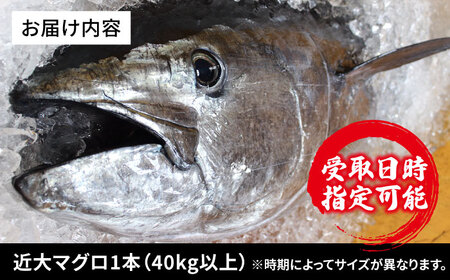 【海のダイヤ！近大マグロ そのまま1本お届け】長崎県 五島産 近大マグロ 丸ごと1本 40kg以上！ 鮮魚 赤身 大トロ 中トロ【ツナドリーム五島】 [PES001]