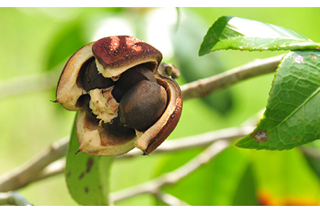 【12回定期便】【べたつかない、高保湿】雫 椿オイル1本（ナチュラル）五島市/椿乃[PAM034] 髪 顔 手足 保湿オイル