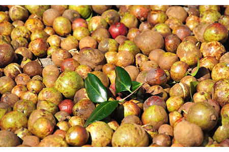 【12回定期便】椿乃 椿茶30包×3袋（90日分）健康 体質改善 発酵 お茶 国産 五島市/椿乃[PAM043] つばき茶 健康 体質改善 発酵 お茶 国産 常温 五島市/椿乃