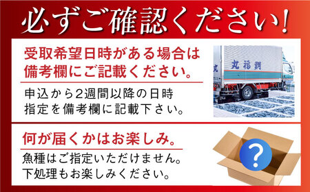 【朝獲れ】高級鮮魚2kg[PDP002] 鮮魚 鮮魚 鮮魚 鮮魚 鮮魚 鮮魚