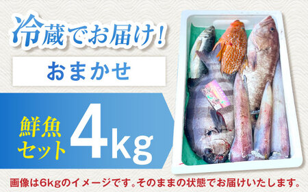 五島列島・直送】朝獲れ！高級鮮魚セット4kg 五島市 / 鯛福丸