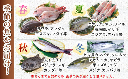 五島列島・直送】朝獲れ！高級鮮魚セット4kg 五島市 / 鯛福丸