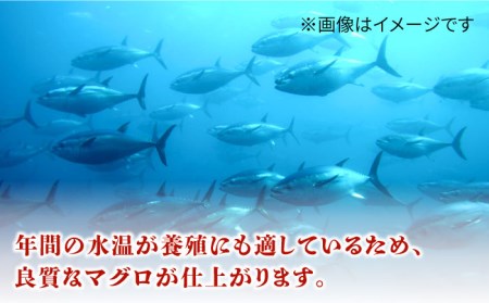長崎県五島産 近大マグロ （赤身）刺身ブロック 五島市/五島ヤマフ[PAK019] 