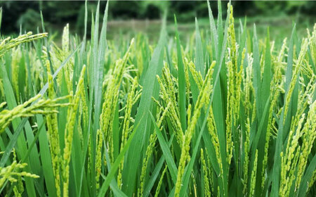 【とまと農家がつくるお米】ミルキープリンセス 5kg 五島市富江産 野口とまと/五島市 [PCJ006]