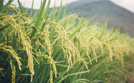 【とまと農家がつくるお米】ミルキープリンセス 5kg 五島市富江産 野口とまと/五島市 [PCJ006]