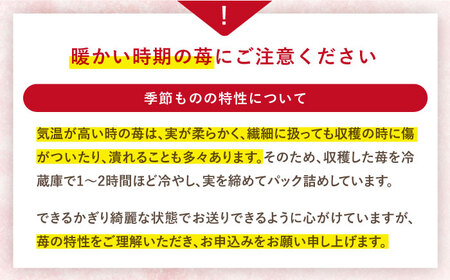先行予約 かおりの いちご 1kg CFV001 長崎県 西海市 イチゴ いちご 苺